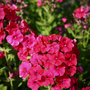 Phlox paniculata Red Riding Hood - H�stfloks