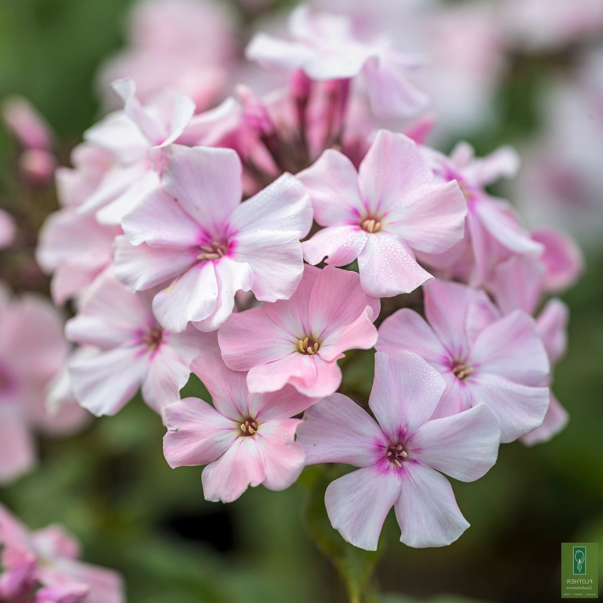 høstfloks phlox paniculata rosa pastell køb stauder