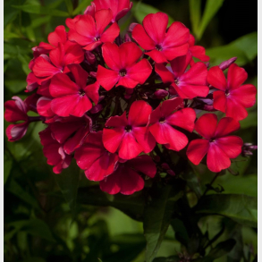 Phlox paniculata Starfire - H�stfloks