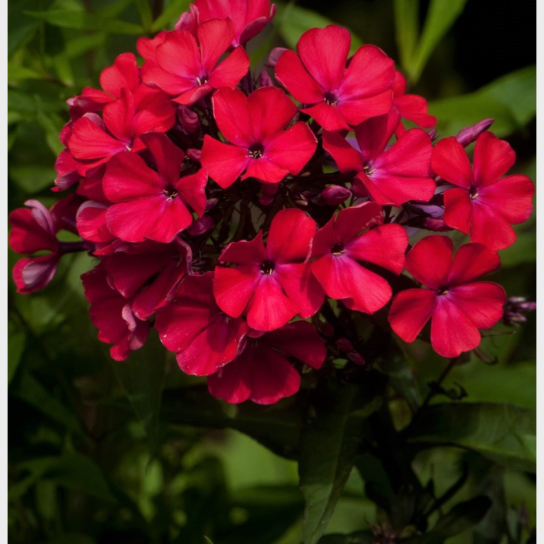 Phlox paniculata Starfire - H�stfloks