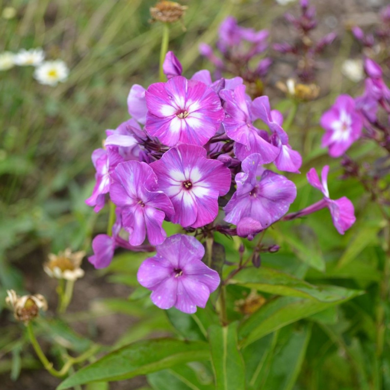 Phlox paniculata Uspech - Hstfloks