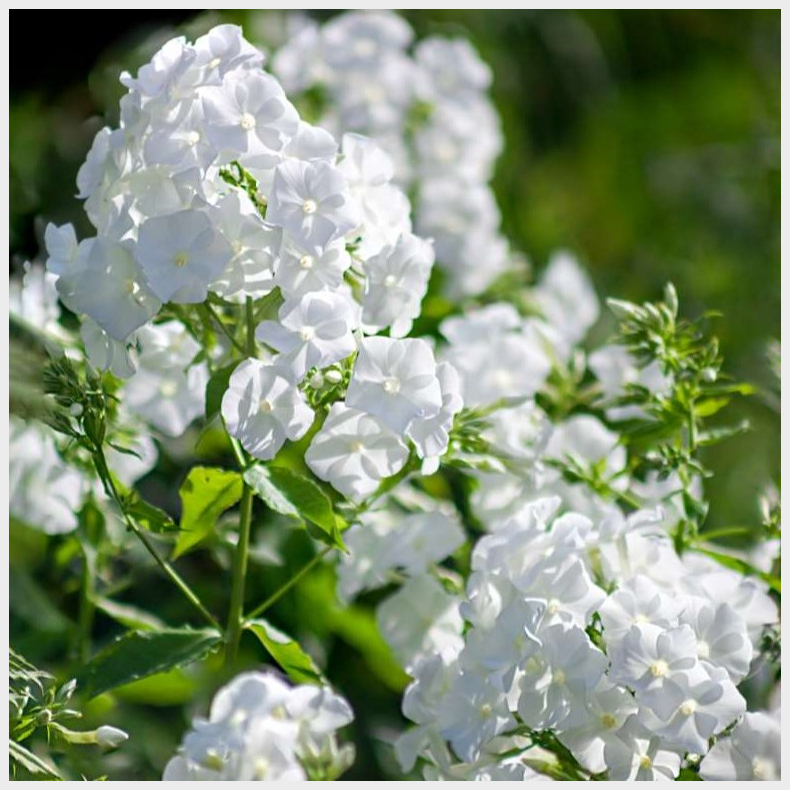 Phlox paniculata White Admiral - Hstfloks