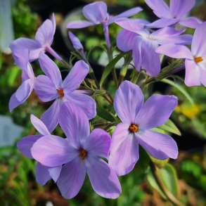 Phlox stolonifera Blue Ridge - Krybende Floks