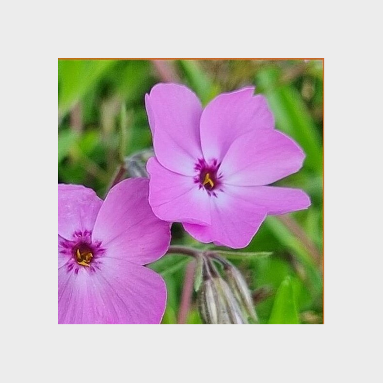 Phlox stolonifera Millstream - Krybende Floks