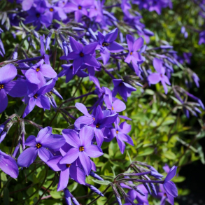 Phlox stolonifera Purpurea - Krybende Floks