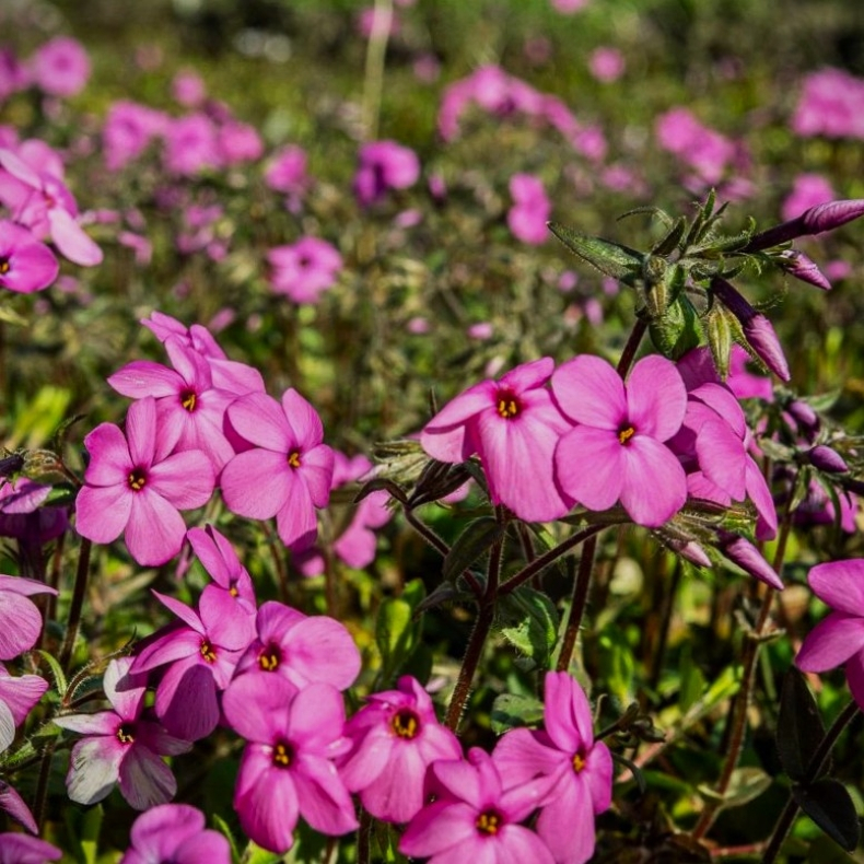 Phlox stolonifera Red Ridge - Krybende Floks