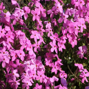 Phlox stolonifera Red Ridge - Krybende Floks