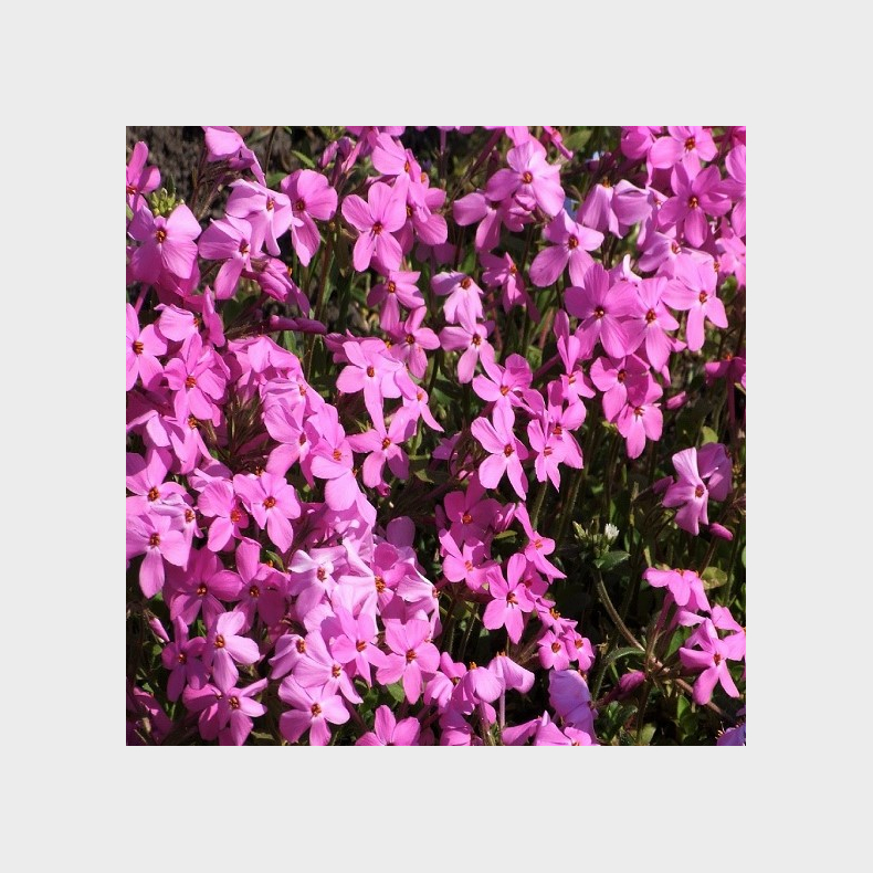 Phlox stolonifera Red Ridge - Krybende Floks