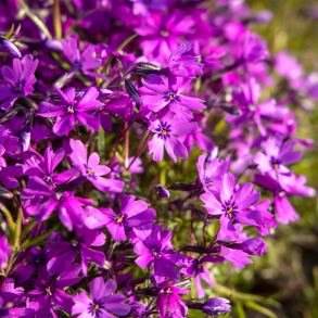 Phlox subulata Atropurpurea - Lyngfloks