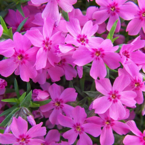 Phlox subulata Crimson Beauty - Lyngfloks