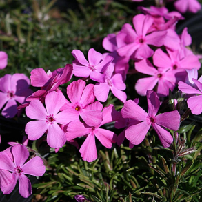 Phlox subulata Drummond Pink - Lyngfloks