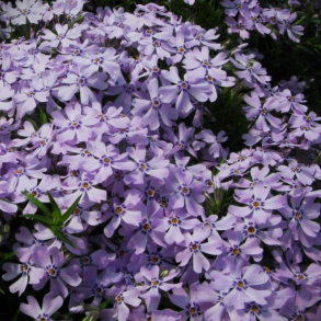 Phlox subulata G.F Wilson - Lyngfloks