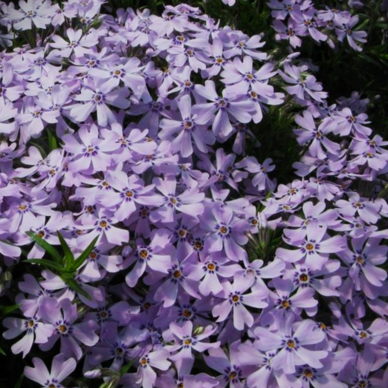 Phlox subulata G.F Wilson - Lyngfloks