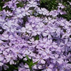 Phlox subulata G.F Wilson - Lyngfloks