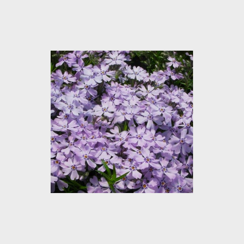 Phlox subulata G.F Wilson - Lyngfloks