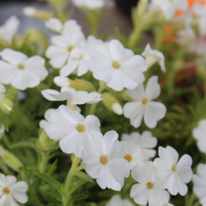 Phlox subulata Maischnee - Lyngfloks