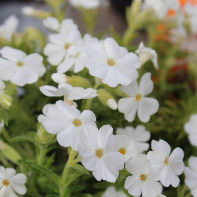 Phlox subulata Maischnee - Lyngfloks