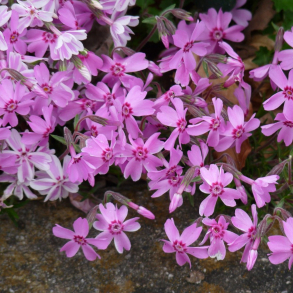 Phlox subulata Moerheimii - Lyngfloks