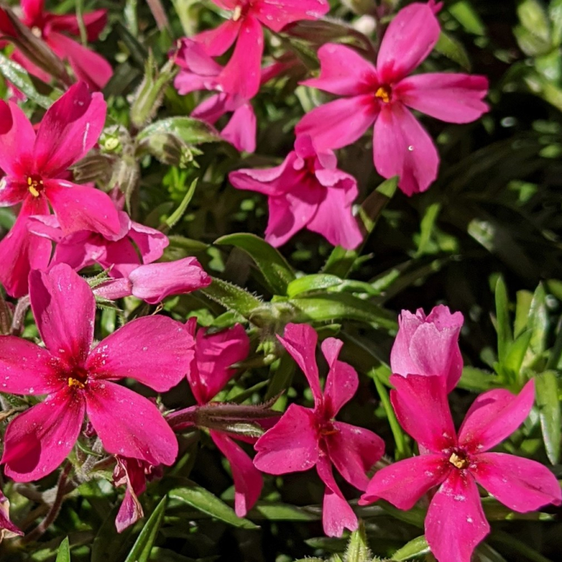 Phlox subulata Red Wings - Lyngfloks
