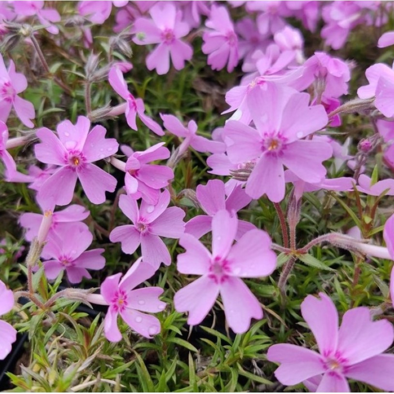 Phlox subulata Ronsdorfer Beauty - Lyngfloks