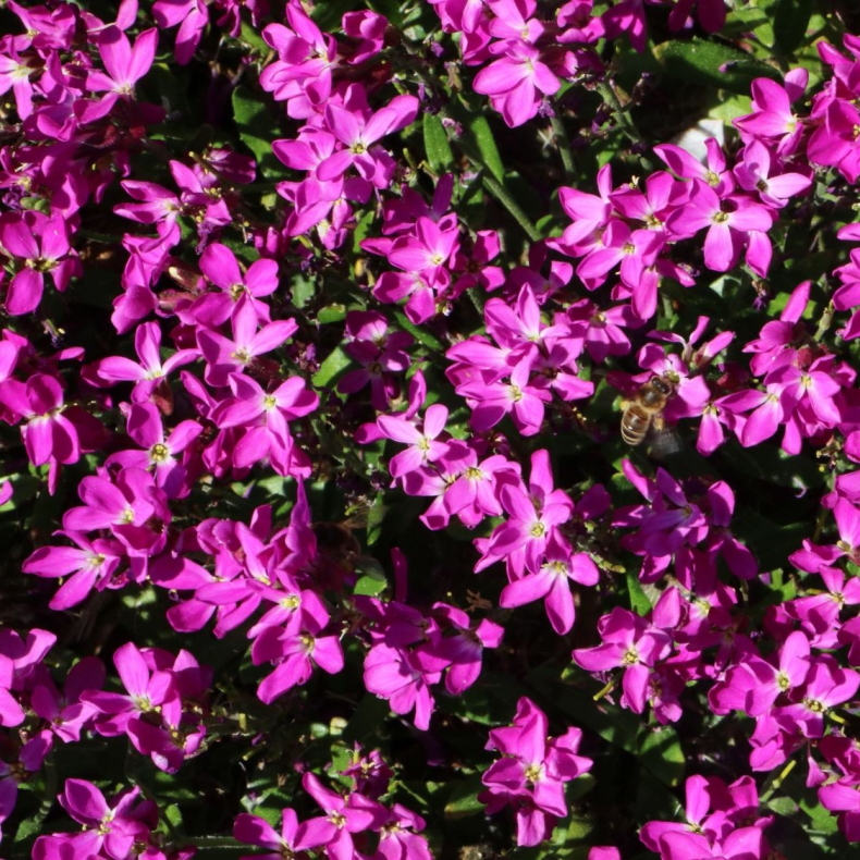 Phlox subulata Samson - Lyngfloks