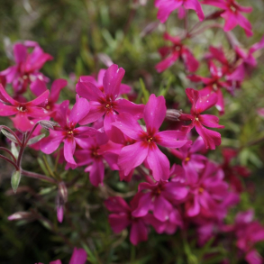 Phlox subulata Scarlet Flame - Lyngfloks