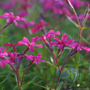 Phlox subulata Scarlet Flame - Lyngfloks