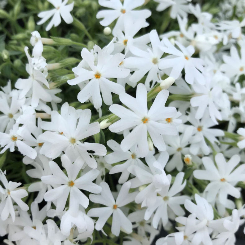 Phlox subulata White Delight - Lyngfloks