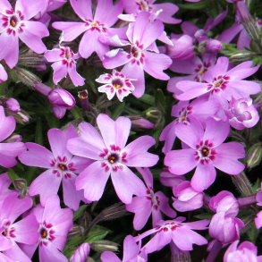 Phlox subulata Zwergenteppich - Lyngfloks