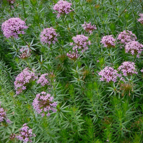  Phuopsis stylosa - Rosenskovm�rke