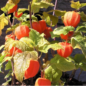 Physalis alkengi var. franchetii Gigantea - Japansk Lygte