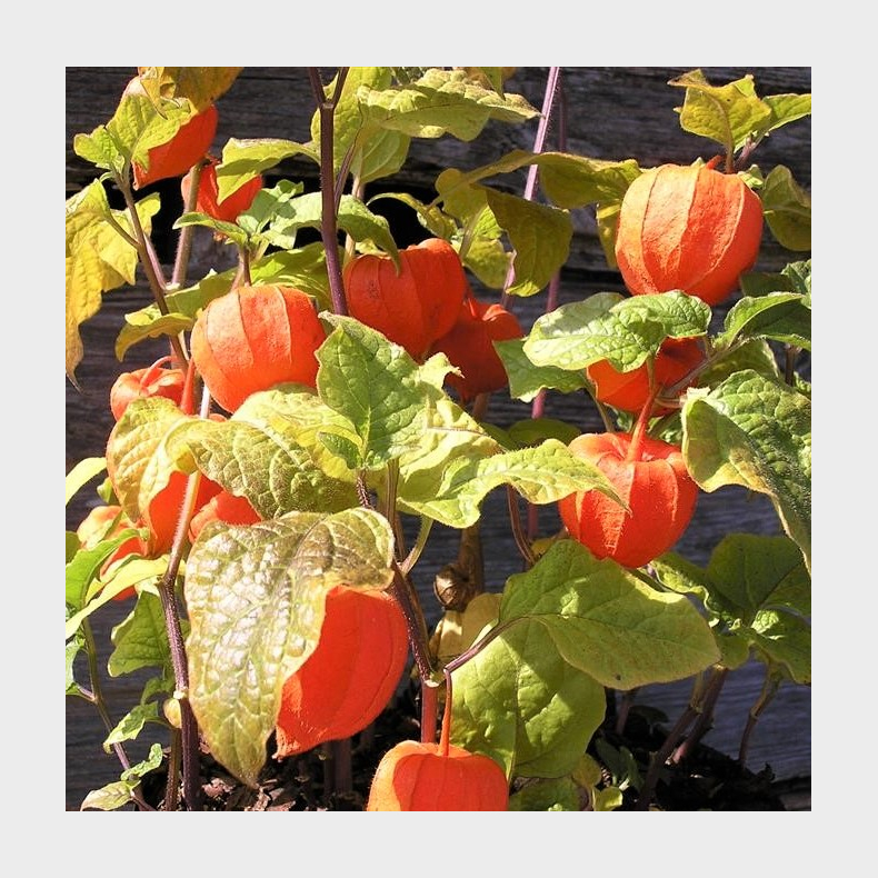 Physalis alkengi var. franchetii Gigantea - Japansk Lygte