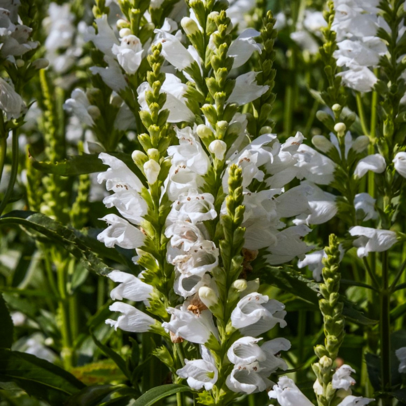 Physostegia virginiana Alba - Drejeblomst