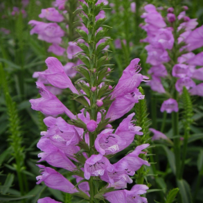 Physostegia virginiana Rosea - Drejeblomst