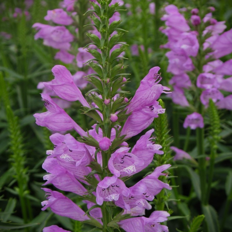 Physostegia virginiana Rosea - Drejeblomst