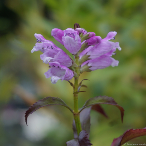 Physostegia virginiana Rosea - Drejeblomst