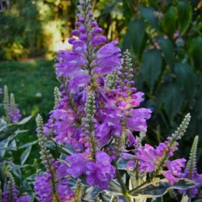 Physostegia virginiana Variegata - Drejeblomst