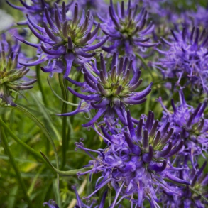 Phyteuma scheuchzeri - Alperapunsel