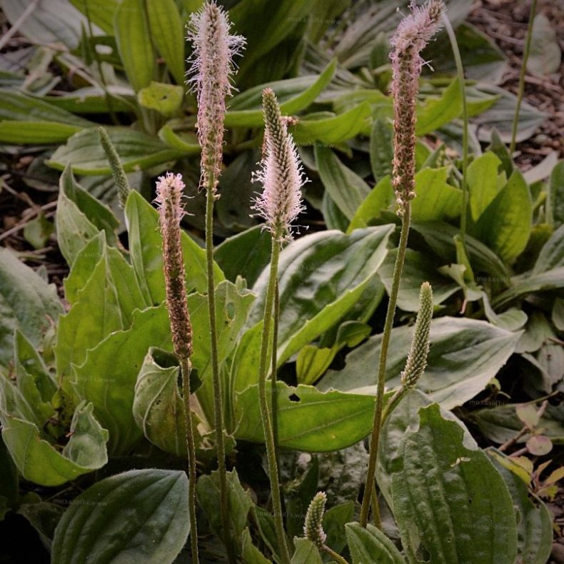  Plantago media - Dunet Vejbred botanisk type
