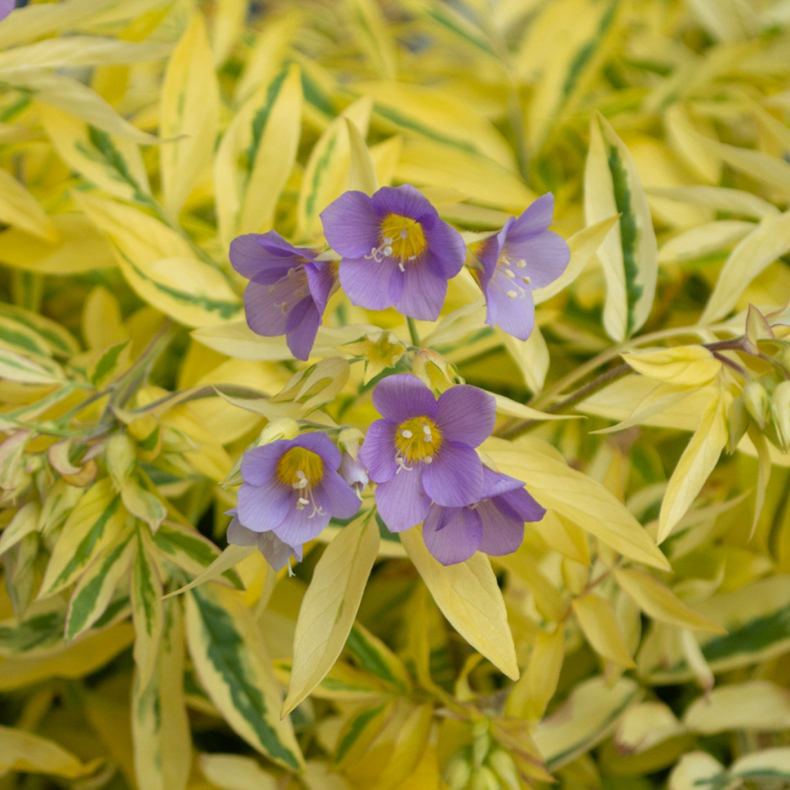 Polemonium Golden Feathers - Jakobsstige 