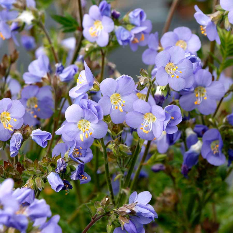 Polemonium Hurricane Ridge - Jakobsstige 