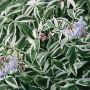 Polemonium Touch of Class - Jacobsstige