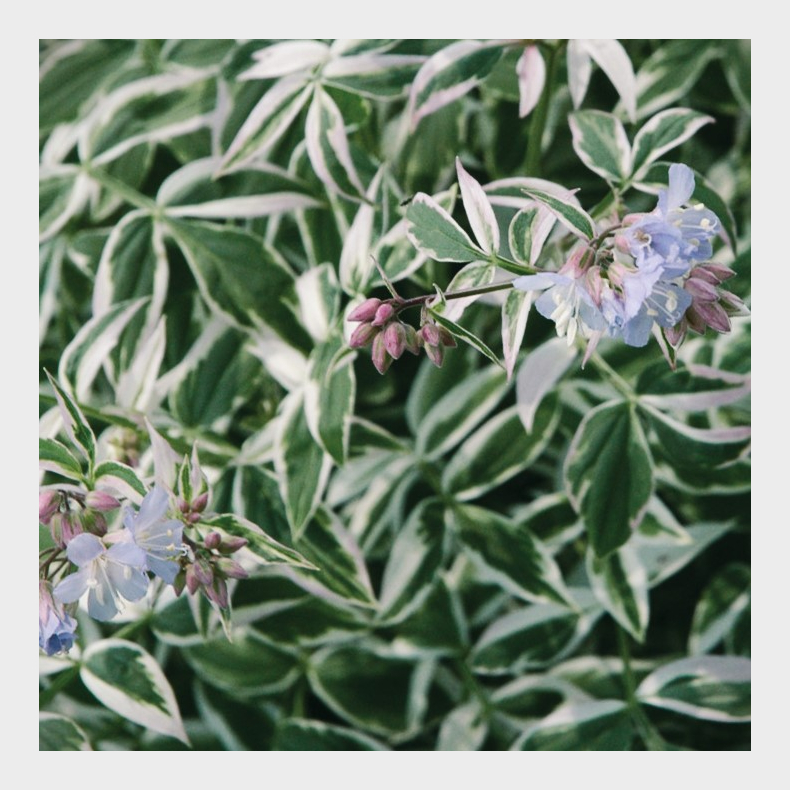 Polemonium Touch of Class - Jacobsstige