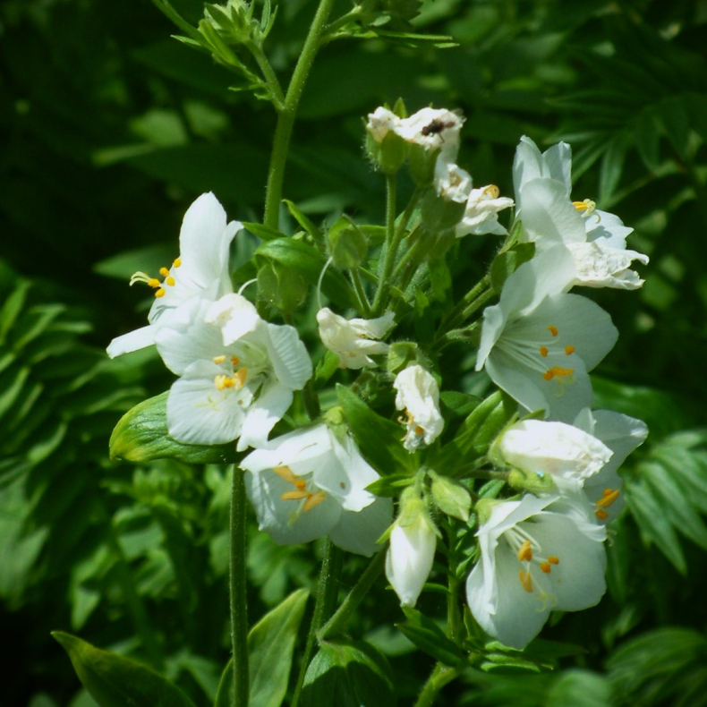 Polemonium caeruleum Album  - Jakobsstige
