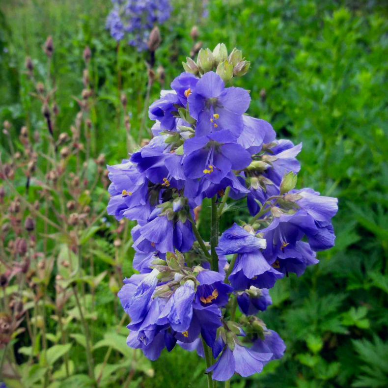Polemonium caeruleum Filigree Skies - Jacobstige