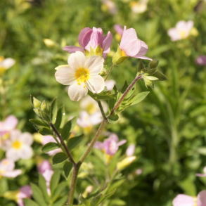 Polemonium carneum  Apricot Delight  - Jakobsstige