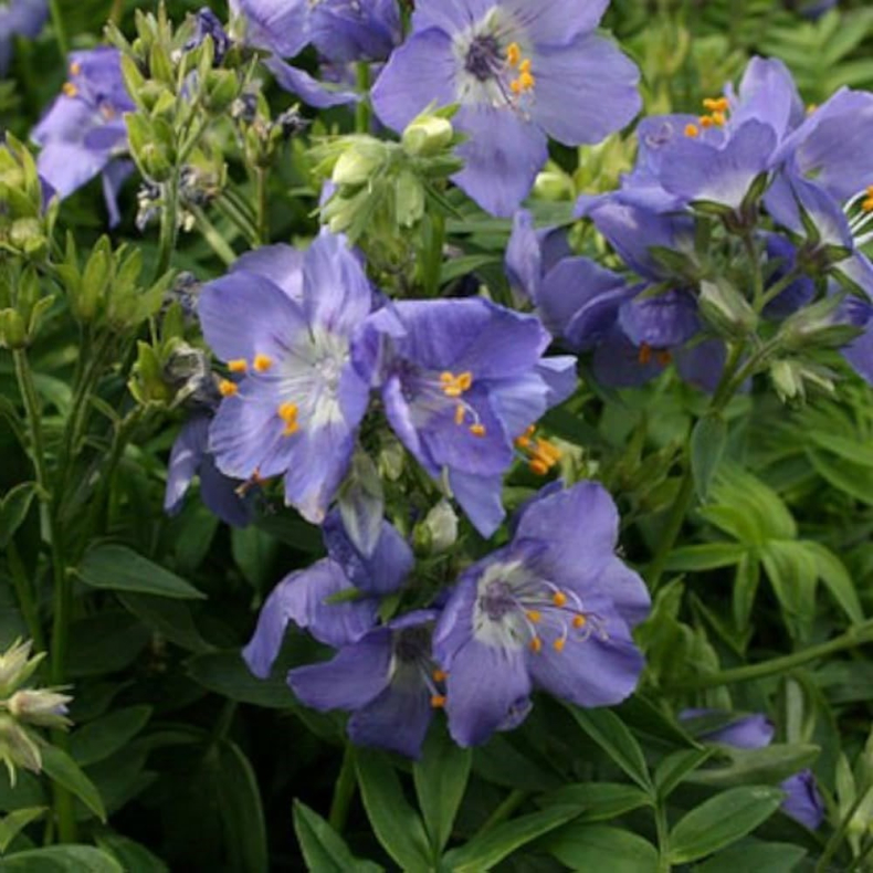 Polemonium cashmerianum - Kashmir Jakobsstige 