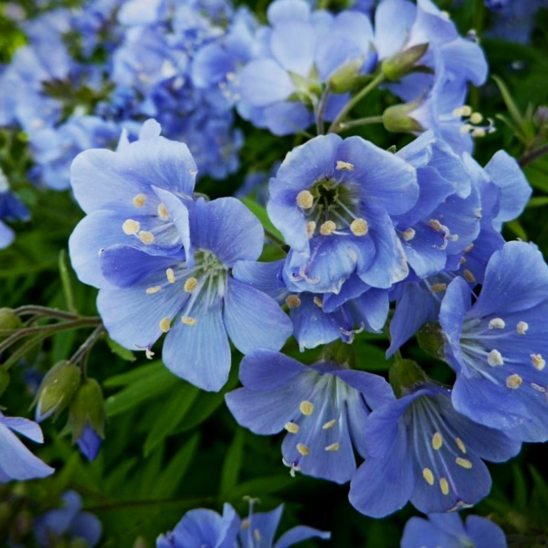 Polemonium hybrida Stairway to Heaven - Jakobsstige 1L