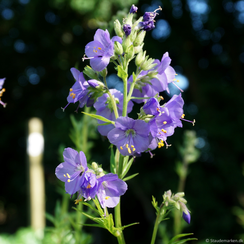 Polemonium reptens Blue Pearl  - Jacobsstige