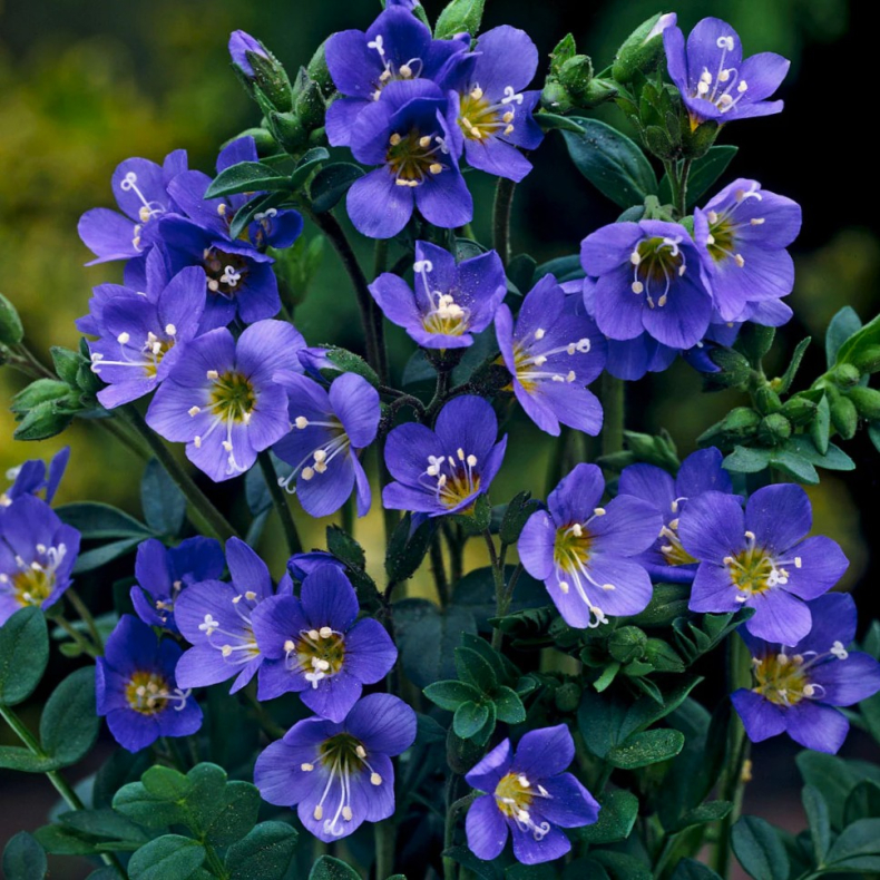 Polemonium reptens Blue Pearl  - Jacobsstige